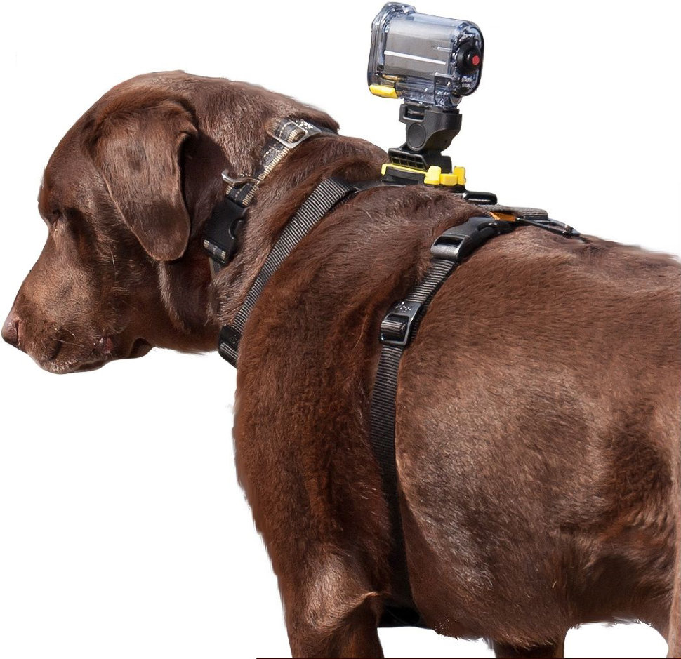 Крепление на собаку MSCAM Dog Harness (AKA-DM1)